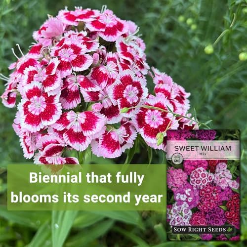 Sow Right Seeds - Sweet William Mix Seed for Planting Dianthus Flowers - Image 3