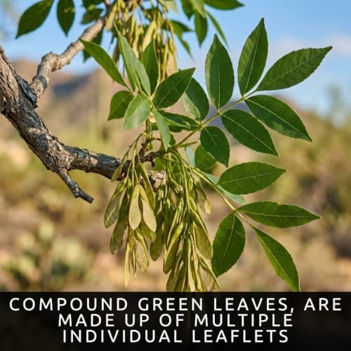 30 Arizona Ash Tree Seeds | Fraxinus Velutina Shade Tree Seeds for Planting - Image 3