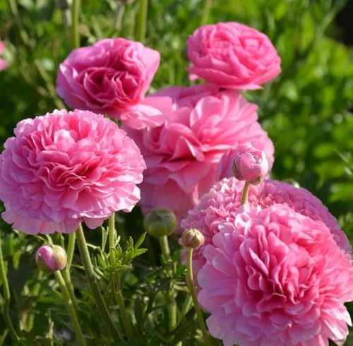 Mixed Peony Ranunculus Bulbs- Persian Buttercup -10 Corms Bulbs Flowering Blooms Perennial Bulbous Root Garden Plant (Pink) - Image 2
