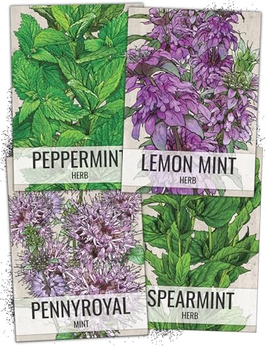 Seed Needs Herb Seeds Variety Pack of 4 - Mint Set Non-GMO & Heirloom by SeedNeeds