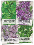Seed Needs Herb Seeds Variety Pack of 4 - Mint Set Non-GMO & Heirloom by SeedNeeds