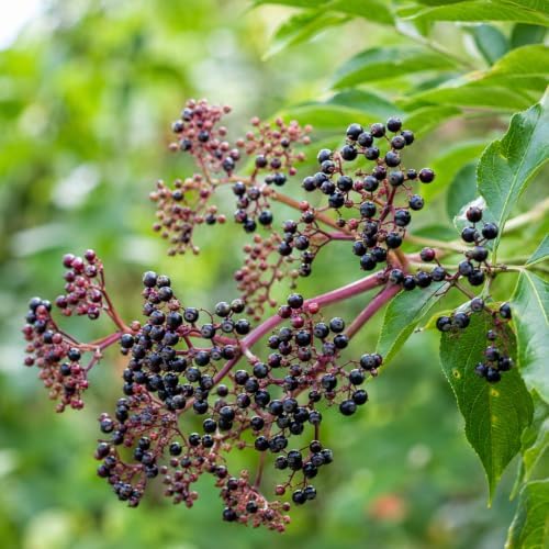 Wildwood Elderberry Shrub - 12-16" Tall Live Plant - Gallon Pot - Image 4