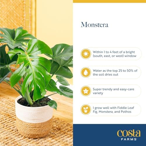 Costa Farms Monstera, Live Indoor Plant, Tropical Plant, Home Decor - Image 6