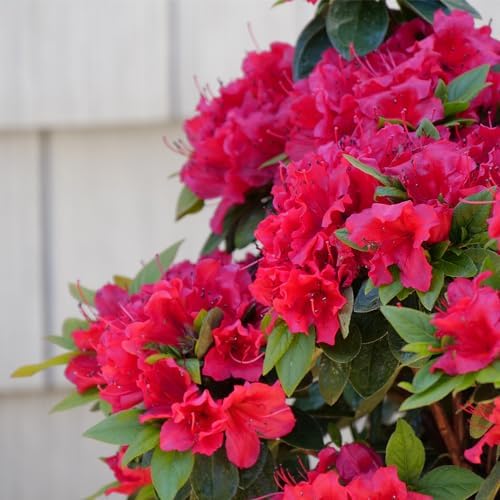 Proven Winners 2 Gal. Perfecto Mundo Red Azalea Shrub - Image 4