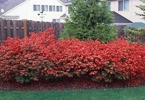 Dwarf Burning Bush - 6-12 Inch Tall Live Plant - 2.5" Pot - Image 7