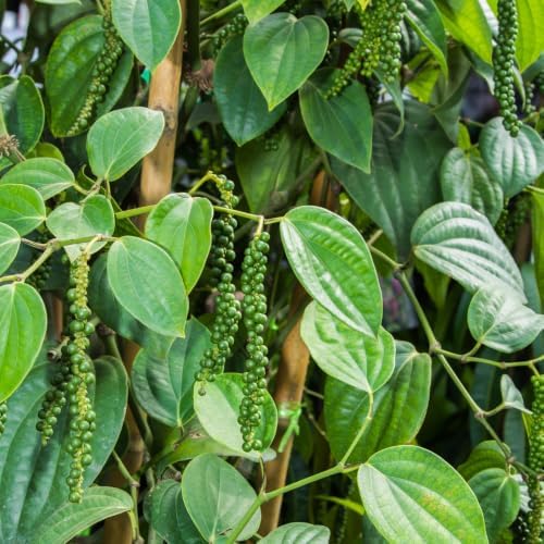 Black Pepper Plant Live, Piper Nigrum Plant, 5 - 7 Inc Tall, Climbing Vines - Image 5