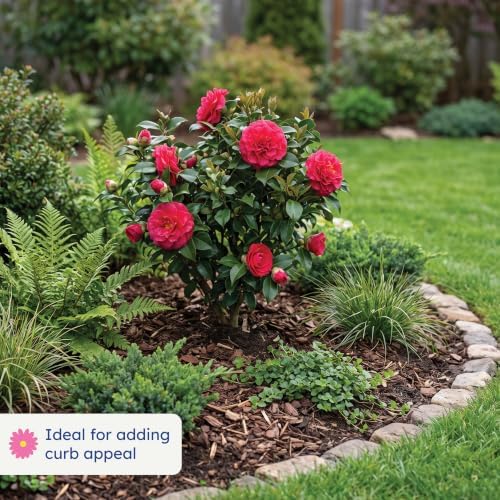 Blue Ridge Sunset Camellia, Live Evergreen Flowering Shrub, 3 Gallon - Image 3