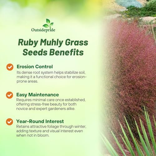 Outsidepride Ruby Muhly Ornamental Grass Seeds - 100 Pcs, Perennial, Drought Tolerant, Low Maintenance, Ornamental Tall Grass Plants, Fast Growing for Landscaping, Outdoor Garden, Privacy Plants - Image 3