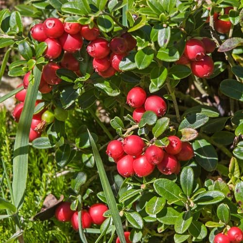 Red Lingonberry Bush Live Plant, 4-6 Inch Tall Berry Plant - Image 4