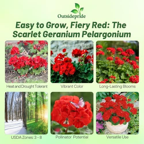 Outsidepride Scarlet Geranium Seeds for Planting - 50 Pcs Annual, Heat & Drought Tolerant Flower Seeds with Green Foliage & Scarlet Blooms for Pots, Borders & Lush Summer Garden Displays - Image 2