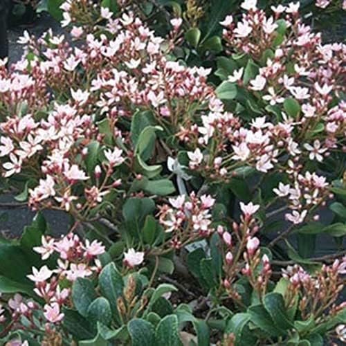 Eleanor Taber Indian Hawthorn, Live Evergreen Flowering Shrub, 3 Gallon - Image 2