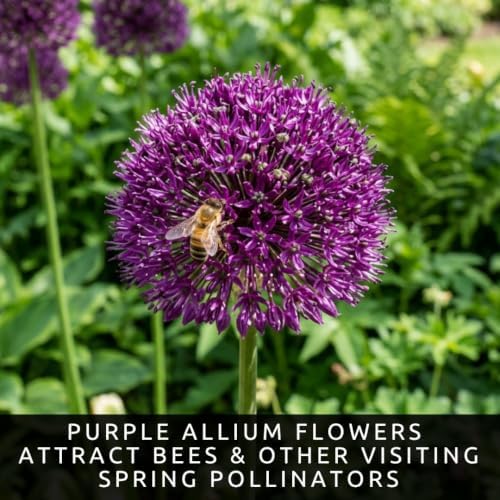 10 Dark Purple Allium Bulbs Blooming Onion Flowering Perennial Garden Flower - Image 2