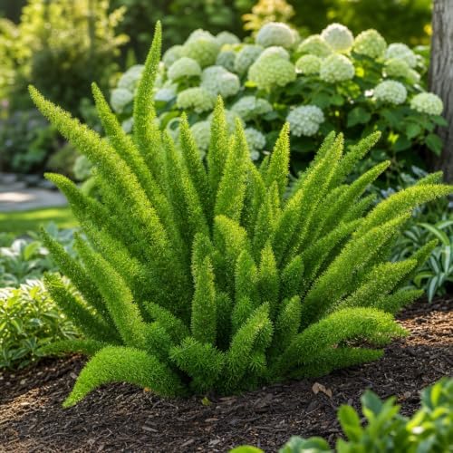 Foxtail Fern Myers | 40 Live Plants | Asparagus Densiflorus Myersii | Unique Tropical Landscape Groundcover - Image 2