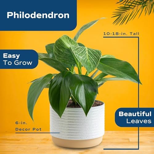 Costa Farms Philodendron, Live Indoor Plant, Tropical Houseplant - Image 4