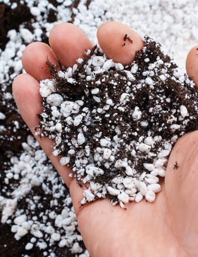 TOYPOPOR Perlite for Plants, 3-6mm Organic Perlite for Gardening, Perlite for Plants Indoor, Soil Additive Conditioner Mix Improve Drainage and Ventilation Promote Root Growth and Soil Health 1qt - Image 4