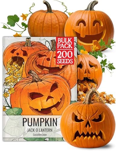 Seed Needs Jack O Lantern Pumpkin Seeds to Plant Vegetables - Bulk Pack by SeedNeeds
