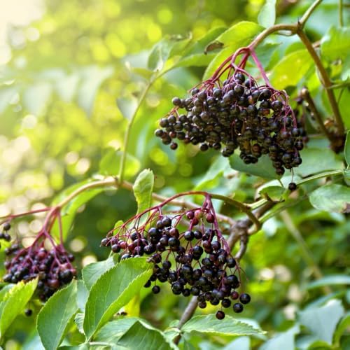 Black Elderberry Bush Live Plant, 6-12" Tall, Quart Pot, Hardy Berry Shrub - Image 6