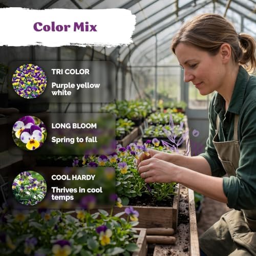 2,500 Johnny Jump Heirloom Flower Seeds for Planting, Viola Cornuta - Image 4