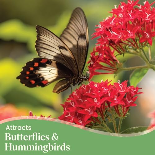 American Plant Exchange Penta 'Red Lace' – 6-Inch Pot – Live Flowering Plant with Deep Red Star-Shaped Blooms, Heat-Tolerant Outdoor Annual for Gardens, Patios, Containers & Pollinator Spaces - Image 3