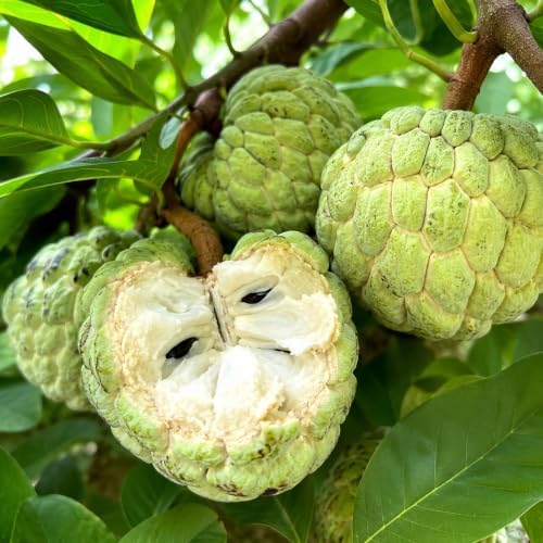Green Sugar Apple Fruit Tree, 2-3 Ft Tall, 3 Gallon Pot, Hardy Tropical Fruit Plant for Landscape, Backyard Orchard and Outdoor Garden (No Ship to CA, HI, AK) - Image 7
