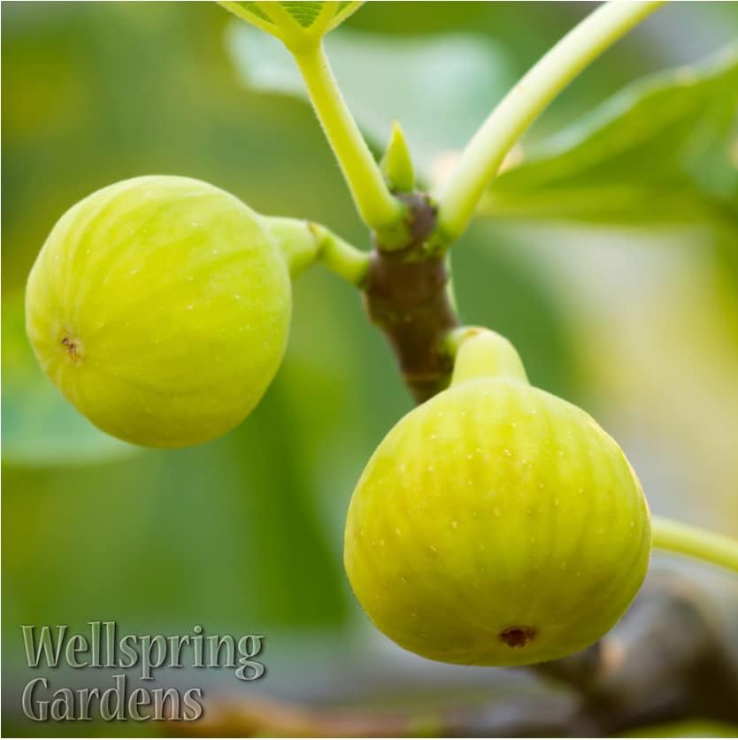 Yellow Long Neck Fig Live Plant - Ficus carica by Wellspring Gardens - Yellow-Fruit Tree Starter Plant, Live Fig Plant, Edible Tropical Plants Live, Garden and Patio Tree, Great for Outdoor Plant - Image 5