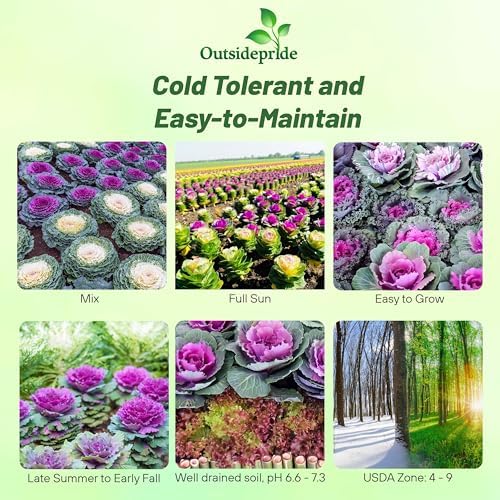 Outsidepride Ornamental Cabbage Flower Seeds - 2000 Pcs. Annual, Cold Tolerant & Low Maintenance, Flower Seeds for Planting Vibrant Mixed Blooms, Great for Garden Edging, Borders, & Container Displays - Image 2
