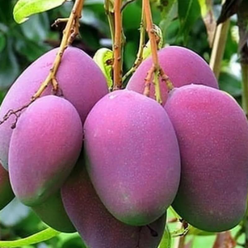 Red Mango Tree Live Plant, Tropical Fruit, 3 Gallon Pot - Image 2