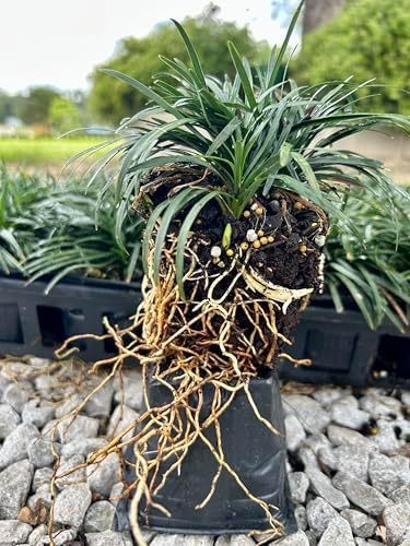 Dwarf Mondo Grass (Ophiopogon japonicus 'Nanus') - 18 Live Plants in 3-Inch Pots, Evergreen Groundcover 2-4 Inches Tall, Shade Loving - Image 6