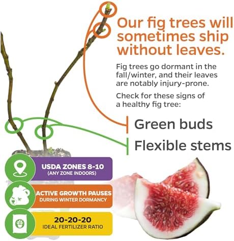Black Mission Fig Tree Live Plant - Ficus carica - Wellspring Gardens Starter Plant - Image 5