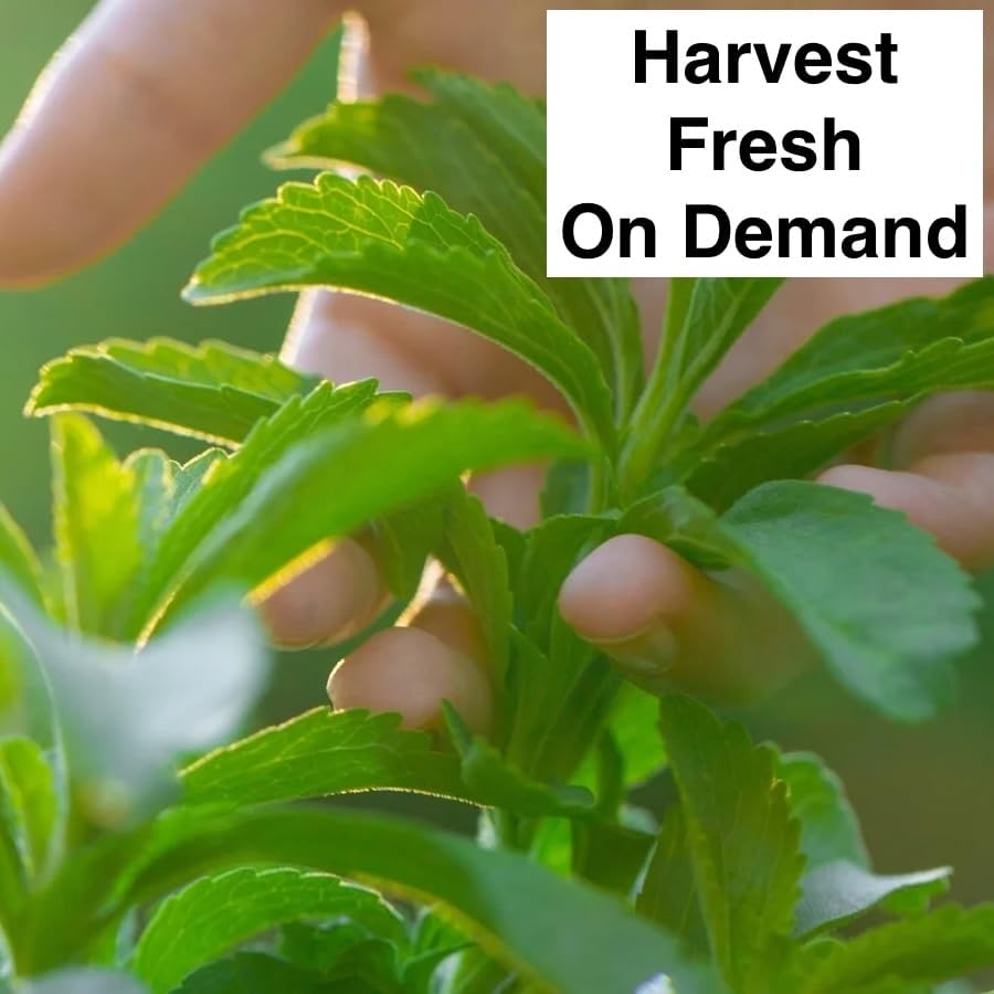 Stevia Sugar Leaf - 2 x 2 inch Bags - Image 3