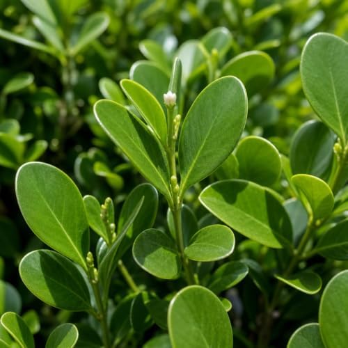 Clusia Guttifera Small Leaf | 1 Extra Large 3 Gallon Plant | Clusia guttifera | Privacy Hedge Plants | Evergreen Shrub for Tropical Landscaping - Image 3
