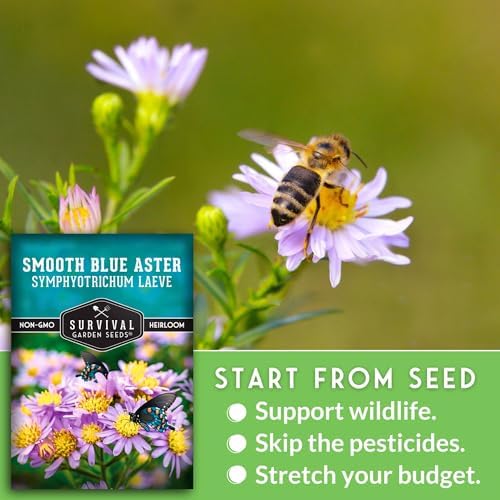 Smooth Blue Aster Seeds for Planting, Symphyotrichum laeve (2 Pack) - Image 4