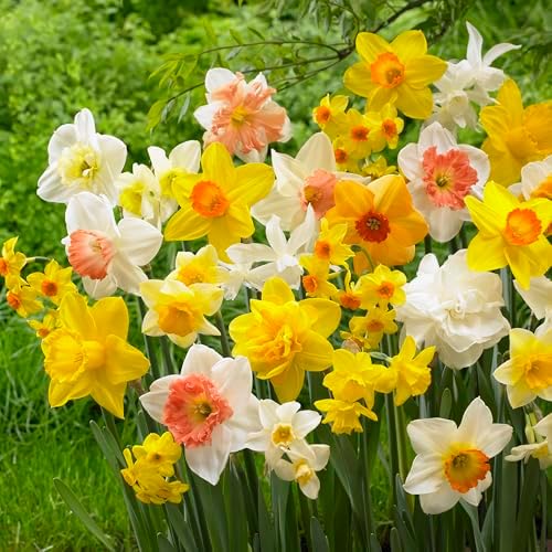 Garden State Bulb All-in-One Mixed Daffodil Flower Bulbs, 12/14cm, Fall Planting (Bag of 250) by GardenStateBulbCo