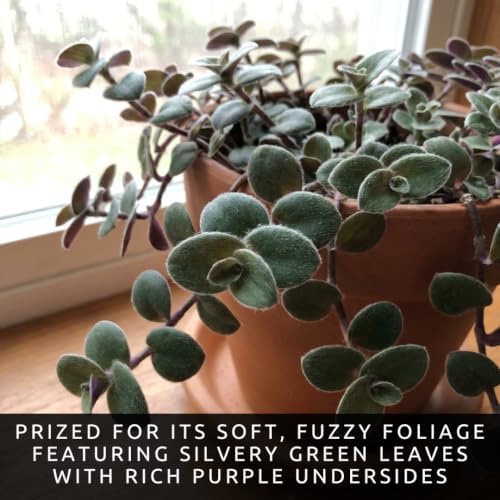 5 Baby Bunny Bellies Tradescantia Live Plant Cuttings, Indoor Plant - Image 5