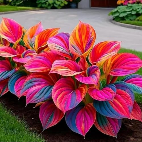 290+ Perennial Hostas for Planting, Low Maintenance Rich Foliage, Heart Shaped Leaves, Outdoor Garden Attract Pollinators Bonsai Decoration Non-GMO Heirloom Hosta Plants Seeds - Image 6