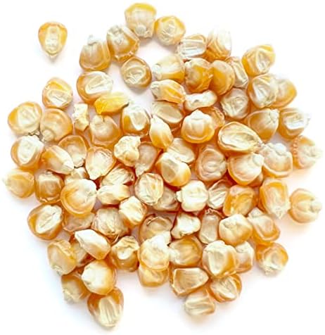 The Old Farmer's Almanac Heirloom Sweet Corn Seeds (Golden Bantam) - Approx 75 Seeds - Non-GMO, Open Pollinated, USA Origin - Image 2