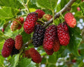 3 Red Mulberry Trees 12-24" in 3.5in Pot Live Plants Morus rubra (3 Pack) by Unknown