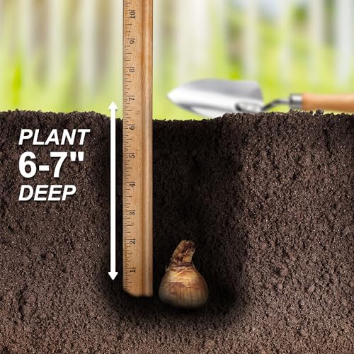 Garden State Bulb All-in-One Mixed Daffodil Flower Bulbs, 12/14cm, Fall Planting (Bag of 50) - Image 5