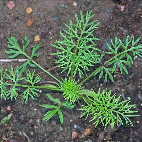 Seed Needs Black Cumin Seeds to Plant an Herb Garden - 2 Packs - Image 5