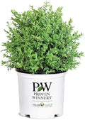 1g Proven Winners North Star Boxwood Shrub by ProvenWinners