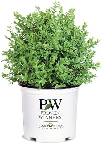 1g Proven Winners North Star Boxwood Shrub by ProvenWinners