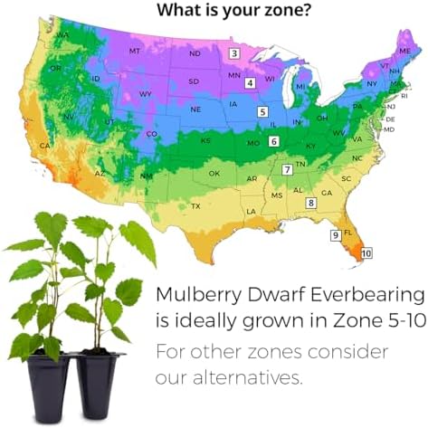 Mulberry Dwarf Everbearing Plant (4 Pack) | Real Live Fruit Plants for Sale| Easy to Grow Live Plants for Organic Gardens | Ideal for Home Gardens, Organic Landscaping, and Indoor or Outdoor Planting. - Image 3