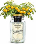 Gourmandise Yellow Cherry Tomato Indoor Garden Kit – Mason Jar Hydroponic Tomato Grow Kit – Windowsill Countertop Tomato Planter – Grow Tomatoes Indoors by BraggableGardens