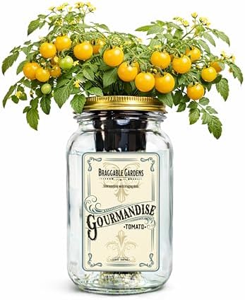 Gourmandise Yellow Cherry Tomato Indoor Garden Kit – Mason Jar Hydroponic Tomato Grow Kit – Windowsill Countertop Tomato Planter – Grow Tomatoes Indoors by BraggableGardens