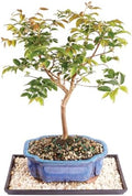 Brussel's Live Jaboticaba Indoor Bonsai Tree - 6 Years Old; 10" to 14" Tall with Decorative Container, Humidity Tray & Deco Rock by BrusselsBonsai