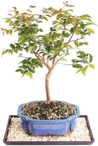 Brussel's Live Jaboticaba Indoor Bonsai Tree - 6 Years Old; 10" to 14" Tall with Decorative Container, Humidity Tray & Deco Rock by BrusselsBonsai