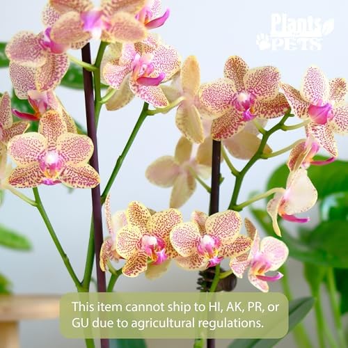 Premium Spotted Live Orchid Plant Blooming in 3.5" Blue & White Orchid Pot, Live Plants, Houseplant Gifts, Approx. 16" Tall, Pet Friendly Houseplants, Phalaenopsis Moth Flower by Plants for Pets - Image 2