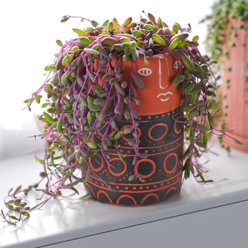 Sprout N Green Ruby Necklace, Othonna capensis L.H.Bailey Live Succulent - Image 3