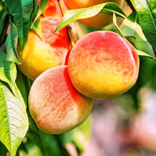 Belle of Georgia Peach Tree, 1 gal Nursery Pot - Image 2