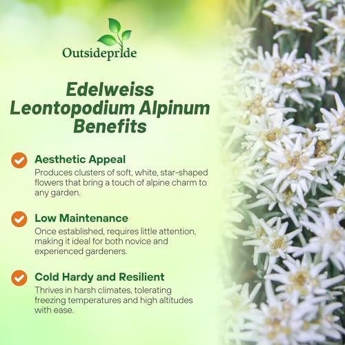 Outsidepride Edelweiss Seeds - 10000 Pcs. Perennial, Drought-Tolerant & Easy to Grow, Ground Cover Seeds for Planting Silvery Foliage & Clustered Wooly White Blooms for Xeriscaping & Versatile Uses - Image 3